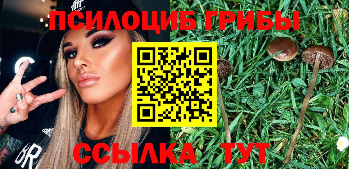 Северобайкальск  Псилоцибиновые грибы MAGIC MUSHROOMS  Вход с VPN  Псилоцибиновые грибы GOLDEN TEACHER 